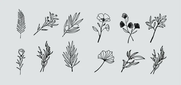 Collection Herbes Fleurs Sauvages Dessinées Main Vecteur — Image vectorielle