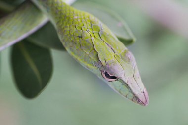 Oriental Whip Snake (Ahaetulla prasina), Tayland 'da Krabi' de çekilen Asya sarmaşık yılanı.