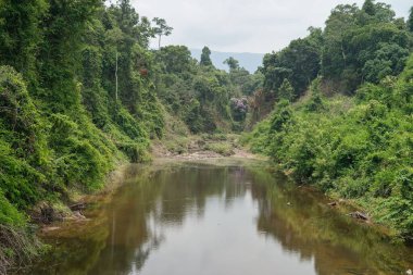 tropikal yağmur ormanları, khao yai Milli Parkı Tayland