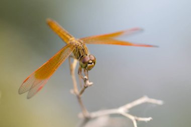 Dalın üzerinde oturan turuncu yusufçuk..