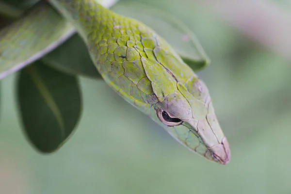 Oriental Whip Snake Ahaetulla Prasina Popularne Nazwy Azjatycki Wąż Winorośli — Zdjęcie stockowe