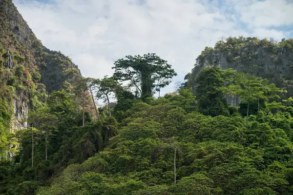 stock image Koh Phi-Phi island. Jungle forest in the midlle of the island. Krabi, Thailand