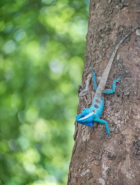 Lagarto Floresta Indo Chinesa Lagarto Crista Azul Subindo Pela Árvore — Fotografia de Stock