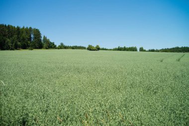 Uçsuz bucaksız yeşil tarım alanının geniş yatay görüntüsü ufka doğru uzanan berrak, mavi bir yaz gökyüzünün altında. Ağaçlardan oluşan bir çizgi ve uzak bir orman çayırı çevreleyerek huzurlu ve huzurlu bir kırsal alan oluşturuyor..