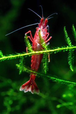 Red Cherry Shrimp on a moss, freshwater aquarium