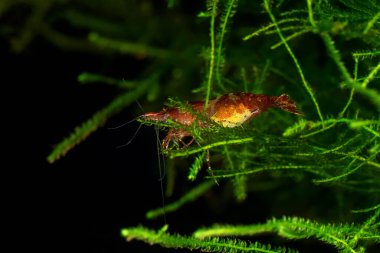 Red Cherry Shrimp on a moss, Female with Eggs