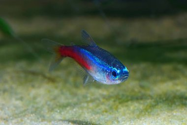 Neon tetra Tropical fish (Paracheirodon Innesi) on black background