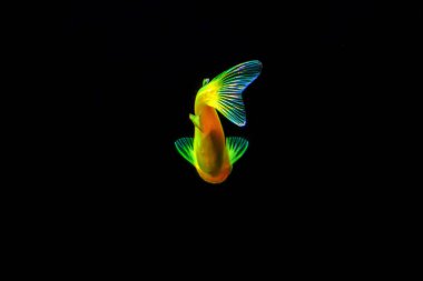 Fluorescent Freshwater Fish, Gold zebra danio fish, Glo Fish