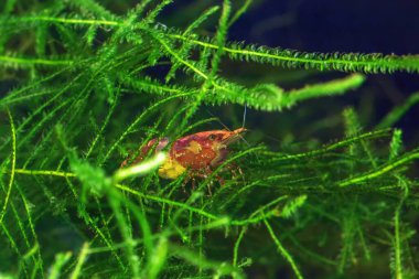 Red Cherry Shrimp on a moss, Female with Eggs