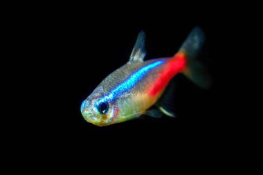 Neon tetra Tropical fish (Paracheirodon Innesi) on black background