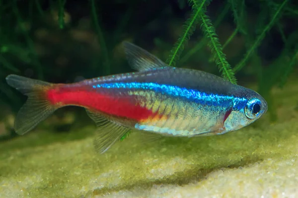 Neon tetra Tropical fish (Paracheirodon Innesi) on black background