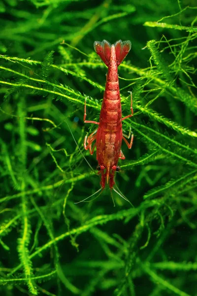 Red Cherry Shrimp on a moss, freshwater aquarium