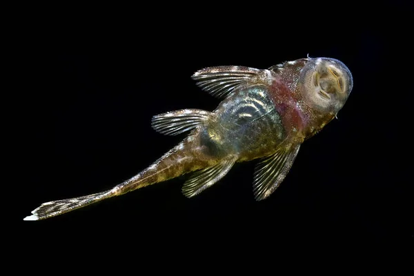 Ancistrus Tropical Fish Bristlenose Catfish Cleaner Fish Glass — Foto Stock