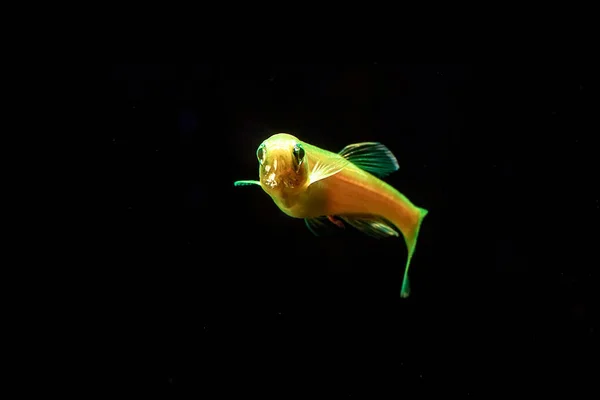 Fluorescent Freshwater Fish, Gold zebra danio fish, Glo Fish