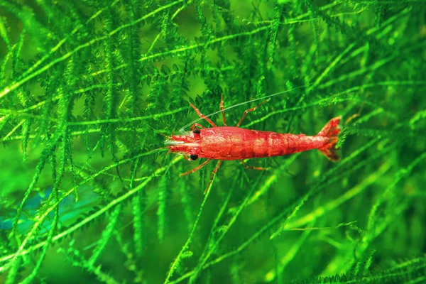 Red Cherry Shrimp Moss Freshwater Aquarium — Foto Stock