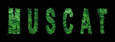 Muscat harfleri, Muscat Ormanı Ekolojisi Siyah, Kırpma Yolu Konsepti