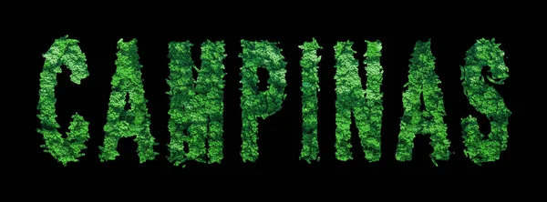 Campinas Liternictwo Campinas Forest Ecology Concept Black Ścieżka Clipping — Zdjęcie stockowe