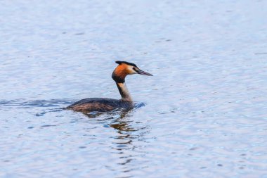Suyun üzerinde yüzen büyük ibikli yağ.