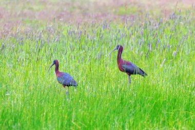 Bataklık otlaklarında beslenen parlak aynak (Plegadis falcinellus)