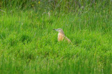 Bataklık çayır habitatında Squacco Heron (Ardeola ralloides)