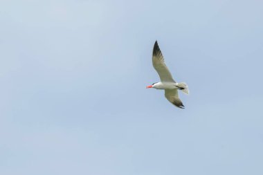 Caspian Tern mavi gökyüzüne karşı uçuyor