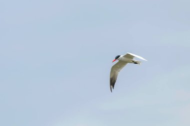 Caspian Tern mavi gökyüzüne karşı uçuyor