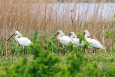 Bataklık çayır habitatında Avrasya Kaşığı (Platalea lucorodia)