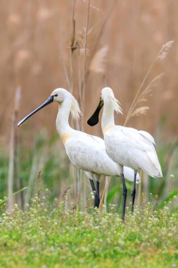 Bataklık çayır habitatında Avrasya Kaşığı (Platalea lucorodia)