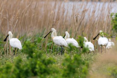 Bataklık çayır habitatında Avrasya Kaşığı (Platalea lucorodia)