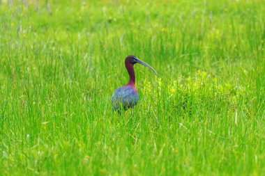 Bataklık otlaklarında beslenen parlak aynak (Plegadis falcinellus)