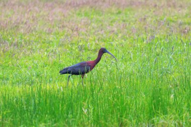 Bataklık otlaklarında beslenen parlak aynak (Plegadis falcinellus)