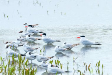 Sudaki martıların arasında Hazar Ternosu (Hydroprogne Caspia)