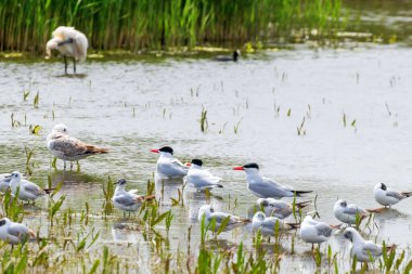 Caspian Tern among seagulls in water (Hydroprogne caspia) clipart