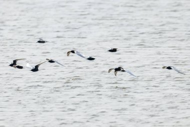 Suyun üzerinde uçan beyaz kanatlı tern sürüsü.