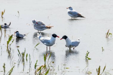 Suda yüzen Akdeniz martıları (Larus melanocephalus)