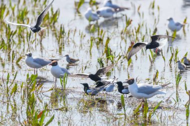 Beyaz kanatlı Ternler Suda Martılar Arasında Dinleniyor