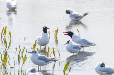 Suda yüzen Akdeniz martıları (Larus melanocephalus)