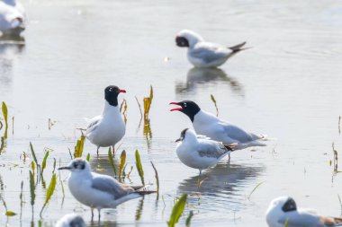 Suda yüzen Akdeniz martıları (Larus melanocephalus)