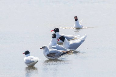 Suda yüzen bir grup Akdeniz martı (Larus melanocephalus)