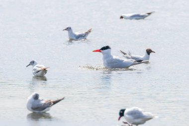 Sudaki martıların arasında Hazar Ternosu (Hydroprogne Caspia)