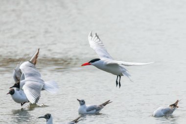 Hazar Ternleri suya iniyor (Hidroprogne Caspia)