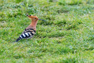 Çayırda duran Avrasyalı Hoopoe (Upupa epops)