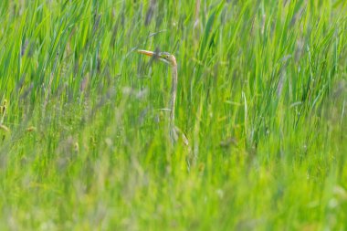 Mor balıkçıl çimenlerde saklanıyor (Ardea purpurea