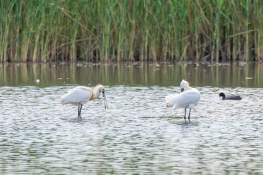 Suda ayakta duran Avrasyalı Spoonbill çifti (Platalea lucorodia)