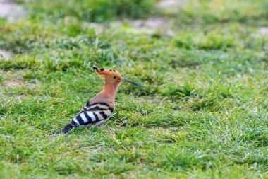 Çayırda duran Avrasyalı Hoopoe (Upupa epops)