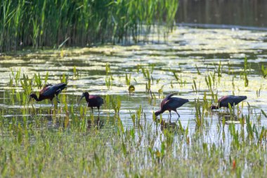 Bataklık otlaklarında beslenen parlak aynak (Plegadis falcinellus)