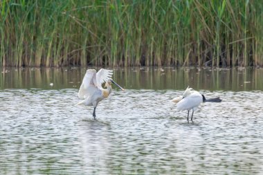 Suda ayakta duran Avrasyalı Spoonbill çifti (Platalea lucorodia)