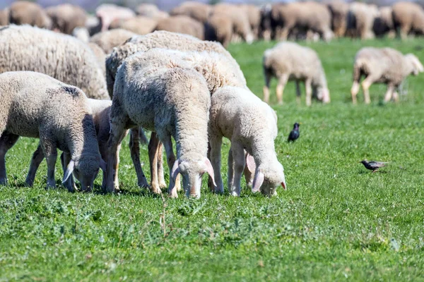 Troupeau Moutons Pâturant Sur Une Prairie Verte — Photo