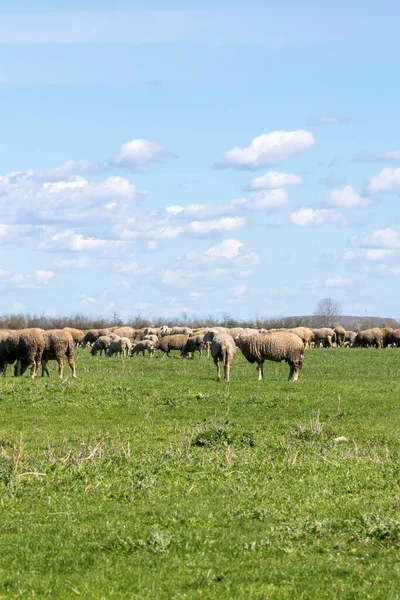 緑の牧草地に羊の放牧の群れ — ストック写真