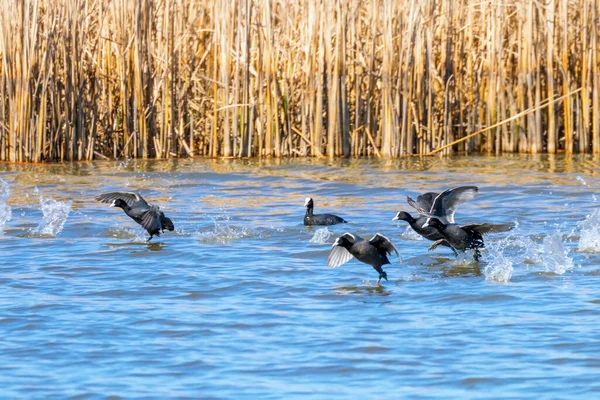 Flock Eurasian Coots Taking Blue Water — Stock Photo, Image